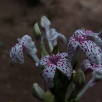 Pseuderanthemum maculatum (G.Lodd.) I.M.Turner